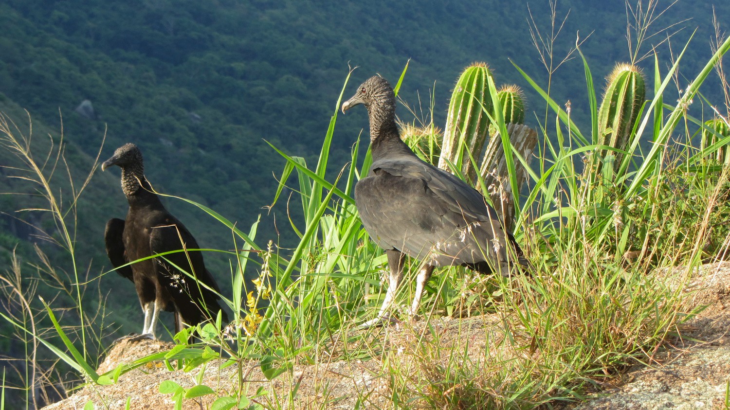 Vultures on the summit of Pedra da Tartaruga (rock of turtle)